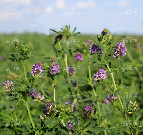 Flowering Alfalfa Hay 141385