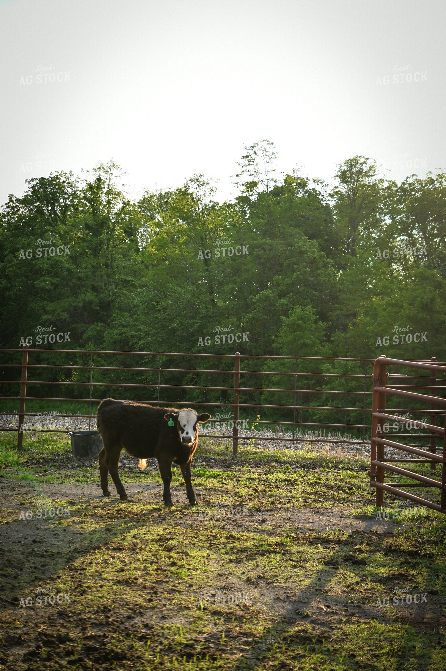Show Cattle 191167