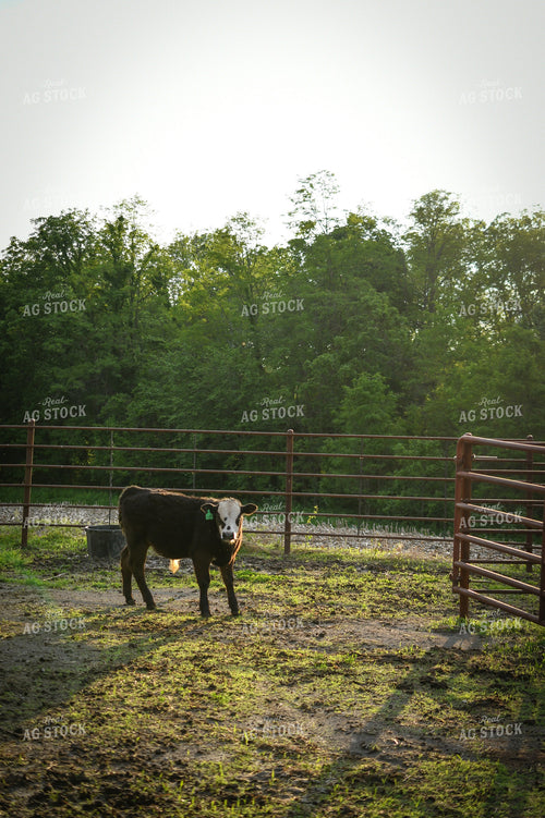 Show Cattle 191167