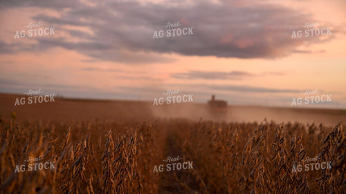 Dried Soybeans at Sunset About to be Harvested 25760