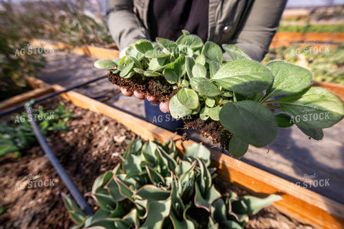 Irrigated Flower Farm Bed 270442