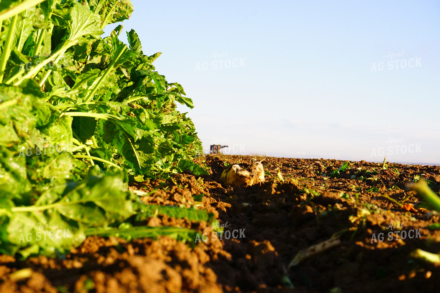 Beet Harvest 148026