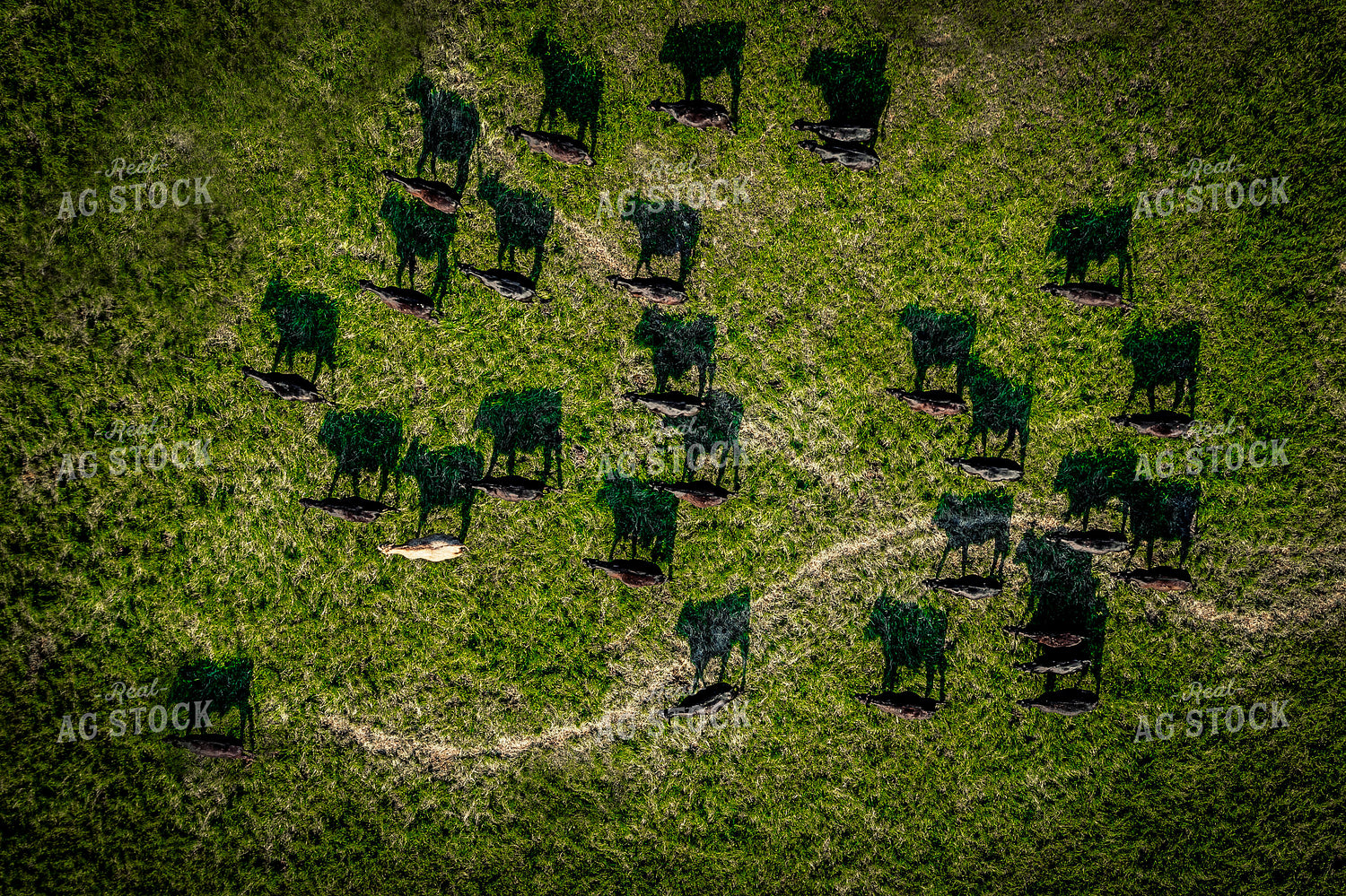Overhead of Cattle, Shaddows in Pasture 250057