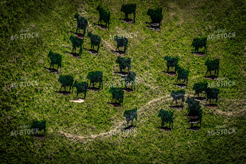 Overhead of Cattle, Shaddows in Pasture 250057