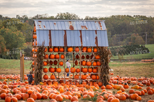People at Pumpkin Patch 270639