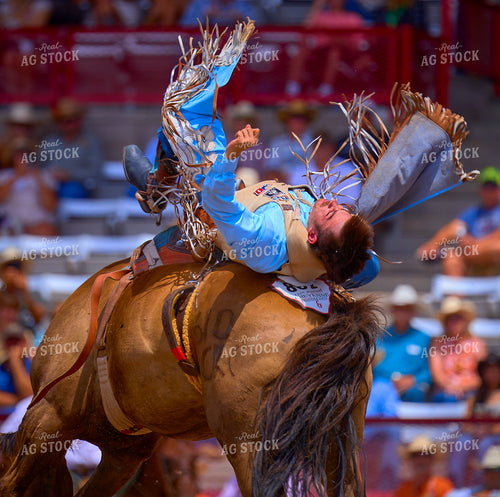 Saddle Bronc Riding 177006