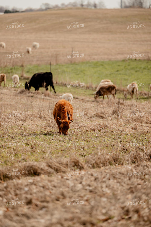 Sheep and Cattle Grazing 104032