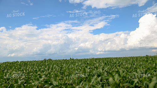 Fluffy Clouds Over a Soybean Field 25314
