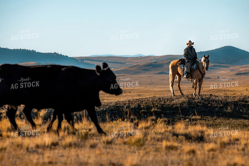 Rancher Herding Cattle 250180