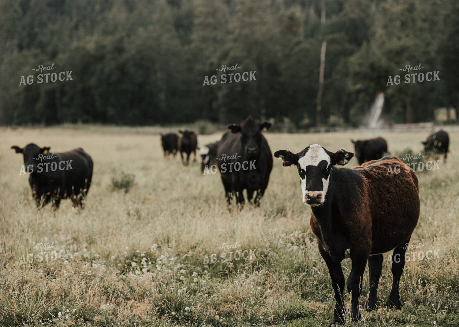 Cattle in Pasture 66105