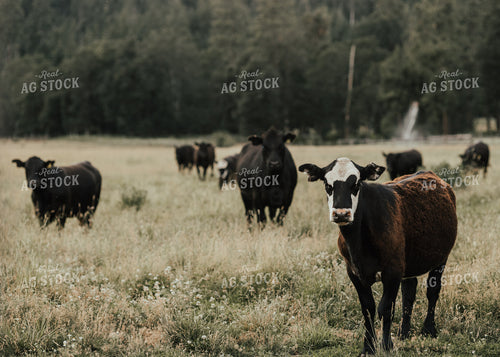 Cattle in Pasture 66105