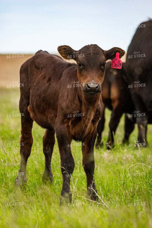 Longhorn Calf 155208
