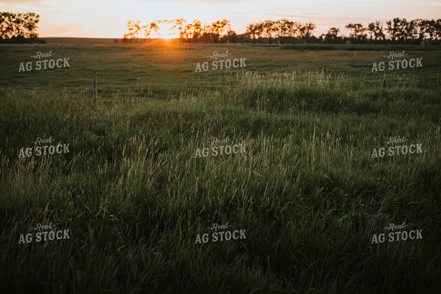 Pasture at Sunset 6433