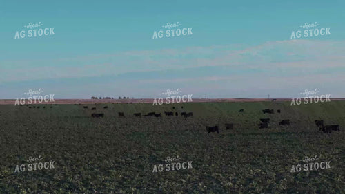 Cattle on Cover Crop 239107
