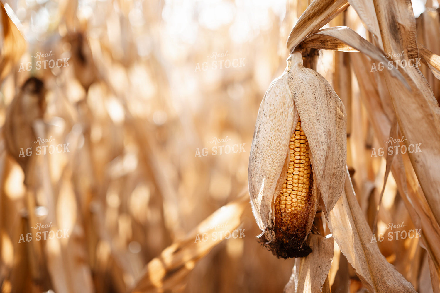 Dried Ear of Corn in Field 137102