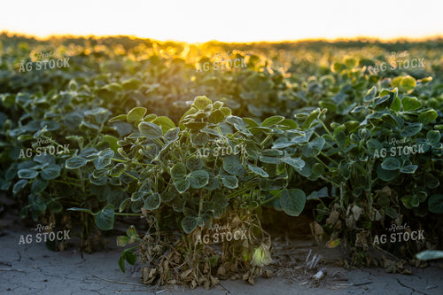 Mid-Season Soybean Field 65932
