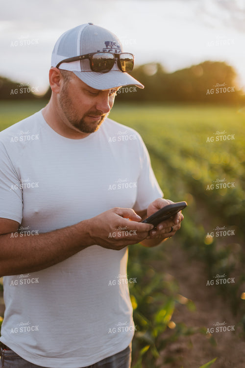 Farmer Looking at Phone in Cornfield 8821