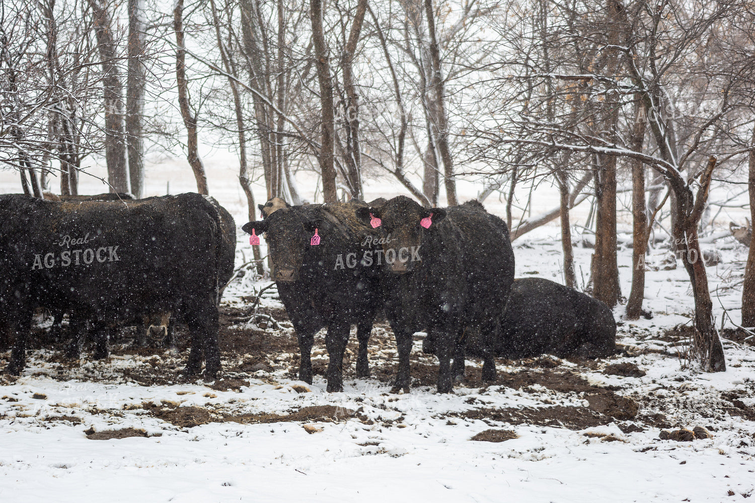Cattle on Snowy Pasture 155440