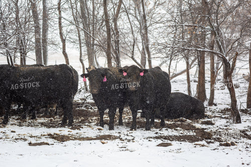 Cattle on Snowy Pasture 155440