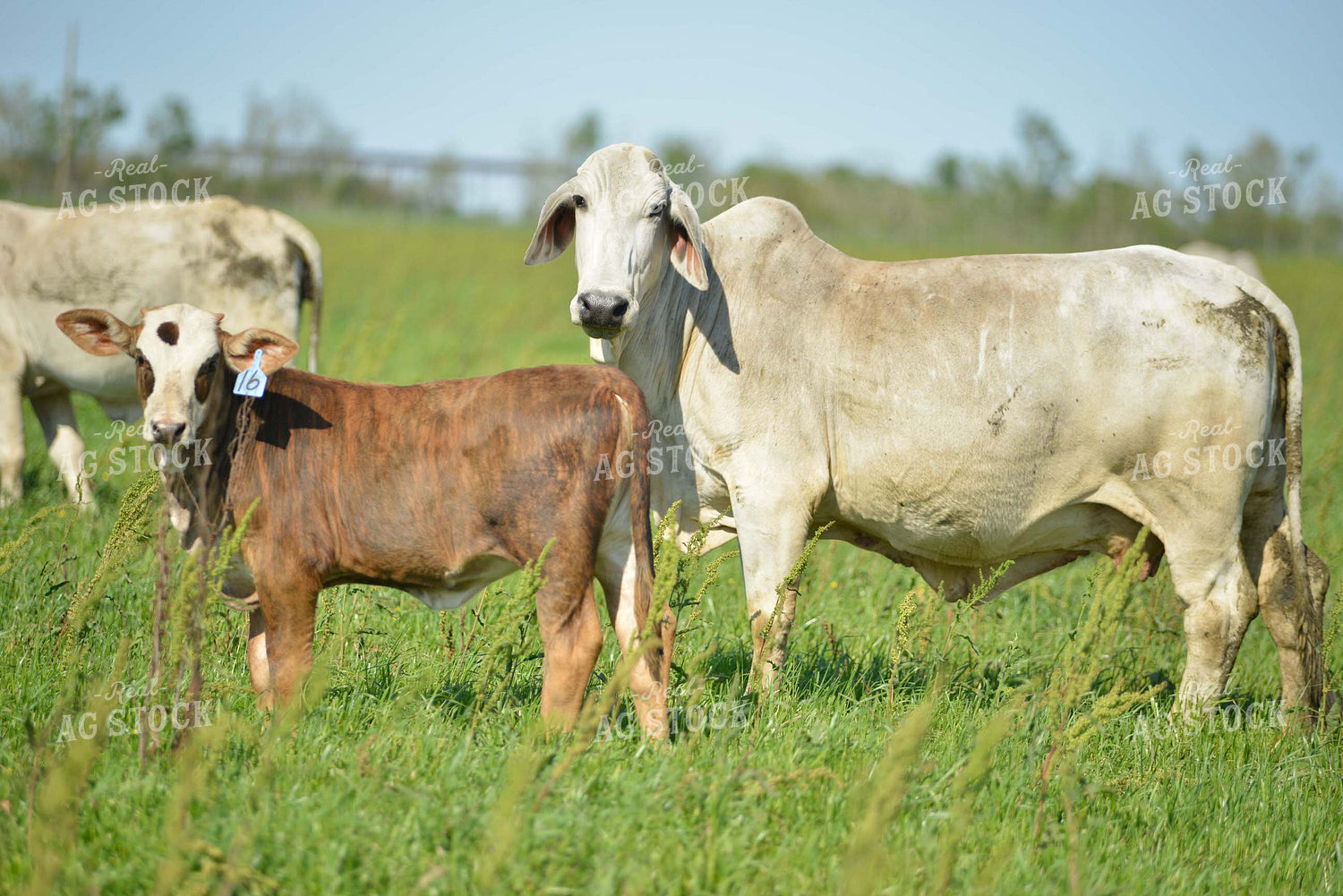 Brahman Cattle 110002