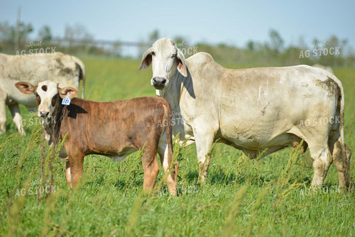 Brahman Cattle 110002