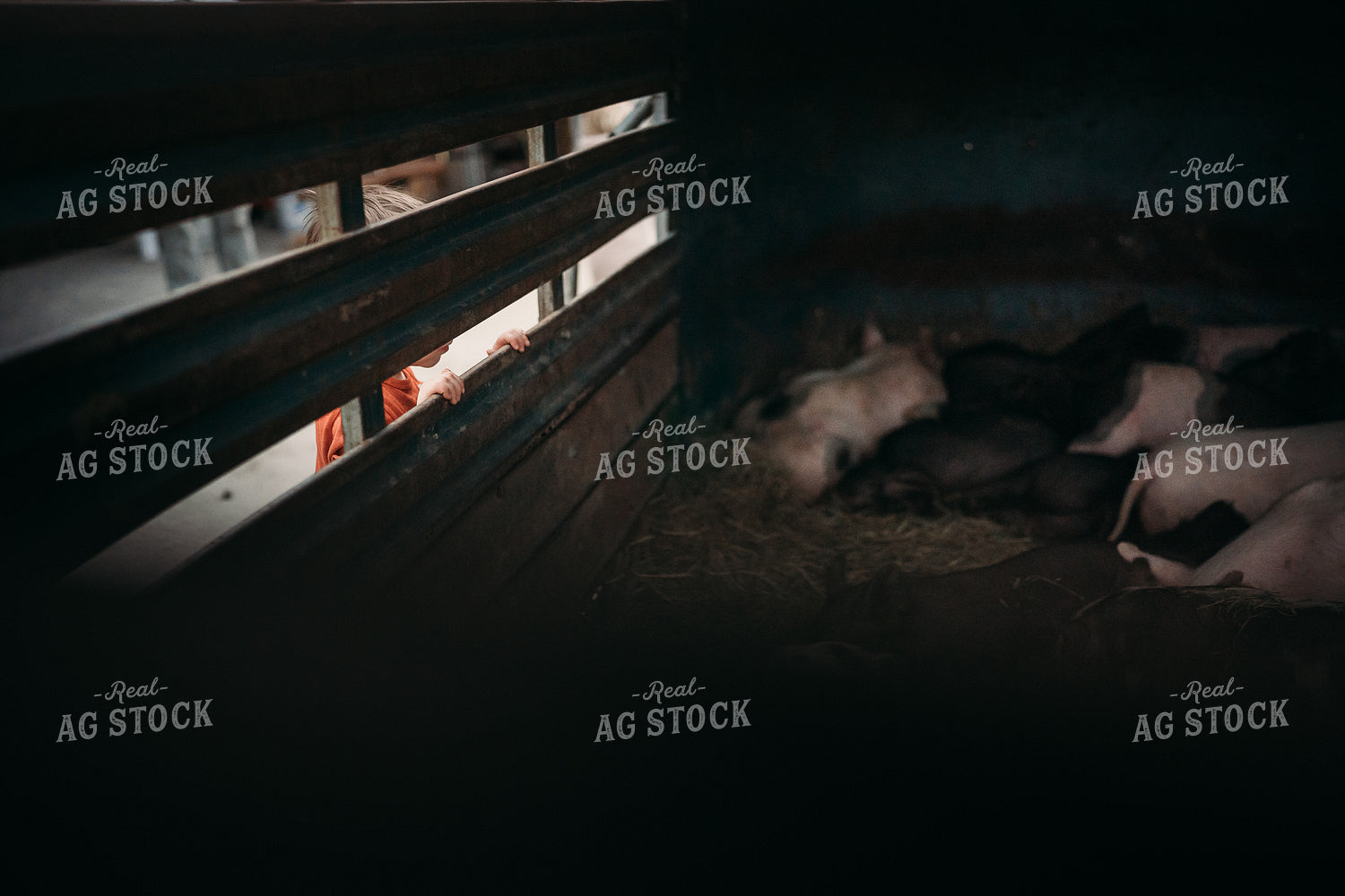 Farm Kid Looks at Pigs in Trailer 196092