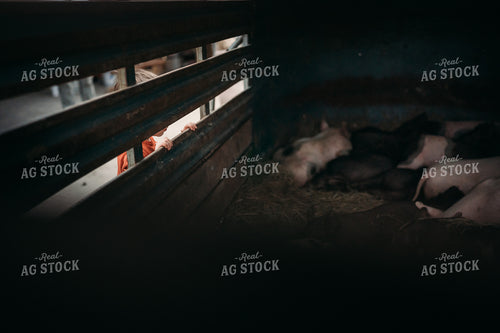 Farm Kid Looks at Pigs in Trailer 196092