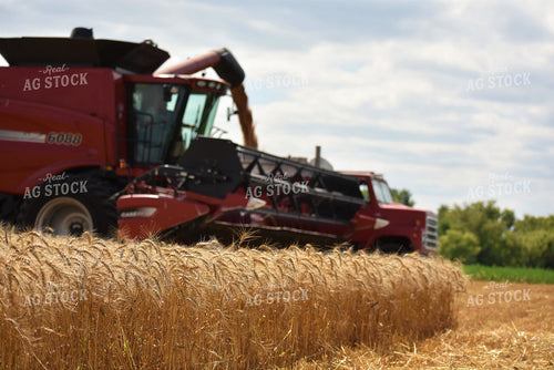 Wheat Harvest 305008