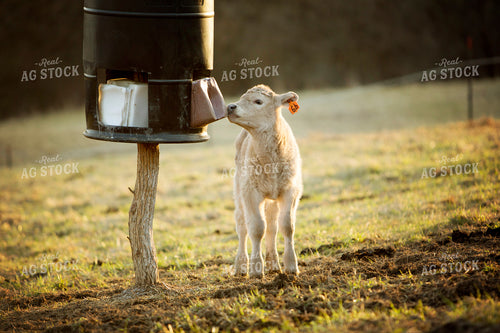 Calf - Charolais and Angus Cross 2276