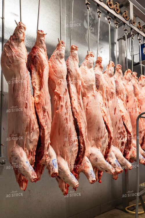 Pork Carcass in Meat Locker 52771