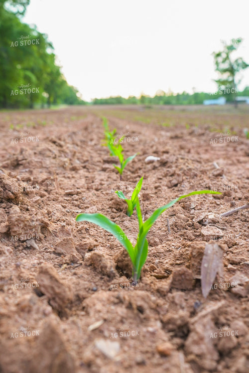 Early Season Corn 128135