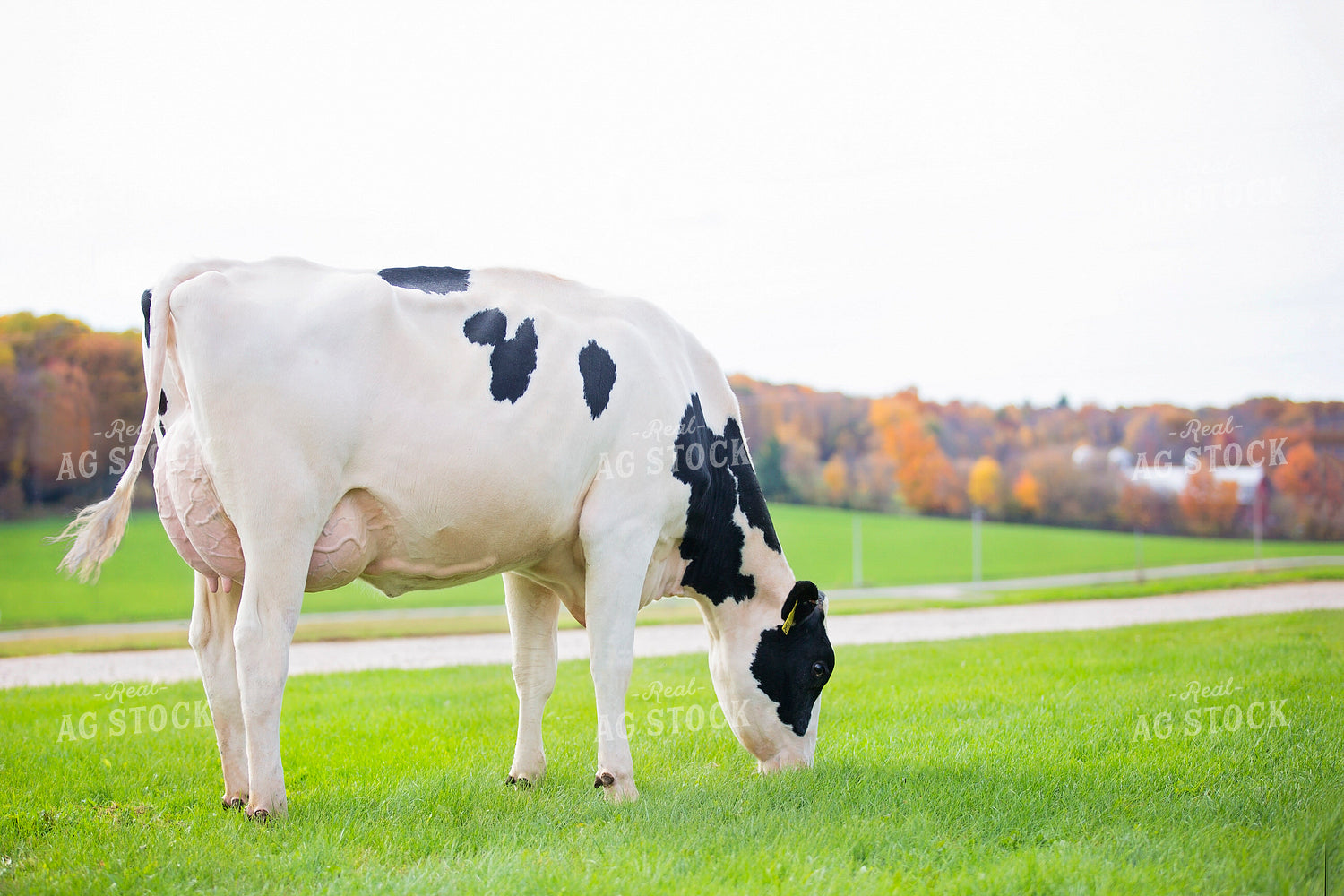 Holstein Cow Grazing 55345