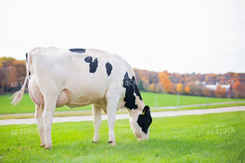 Holstein Cow Grazing 55345