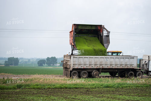 Unloading Peas in Semi Truck 76185