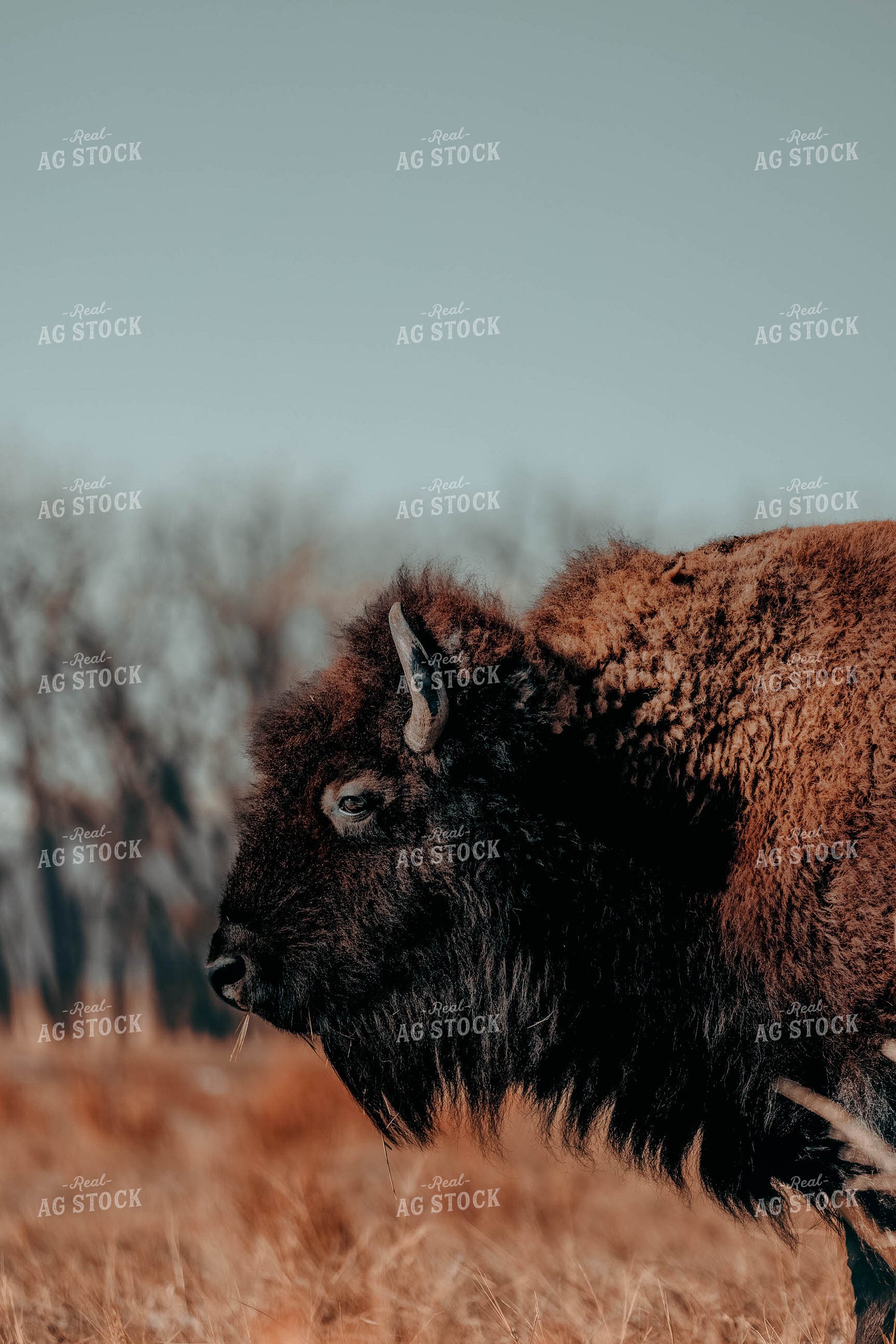 Buffalo in Pasture 266010