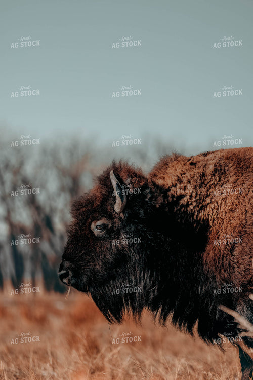 Buffalo in Pasture 266010