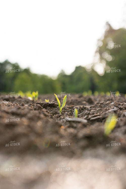 Early Growth Corn Field 295043