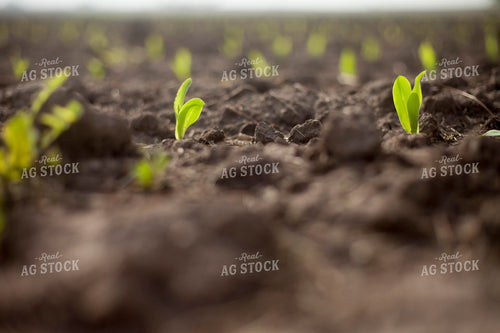 Corn - Early Growth 1177