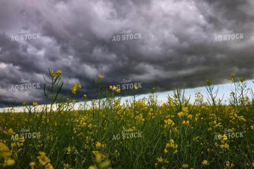 Flowering Canola 187112