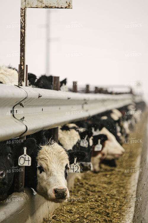 Black Baldy Cattle Eating out of Feed Bunk in Feedlot 70097