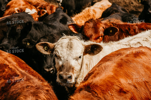 Cattle in Fenced Area 64268