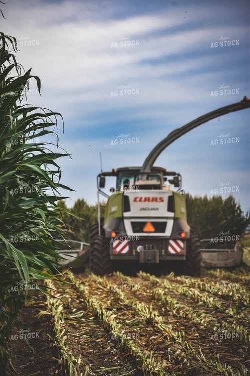 Silage Harvest 56105