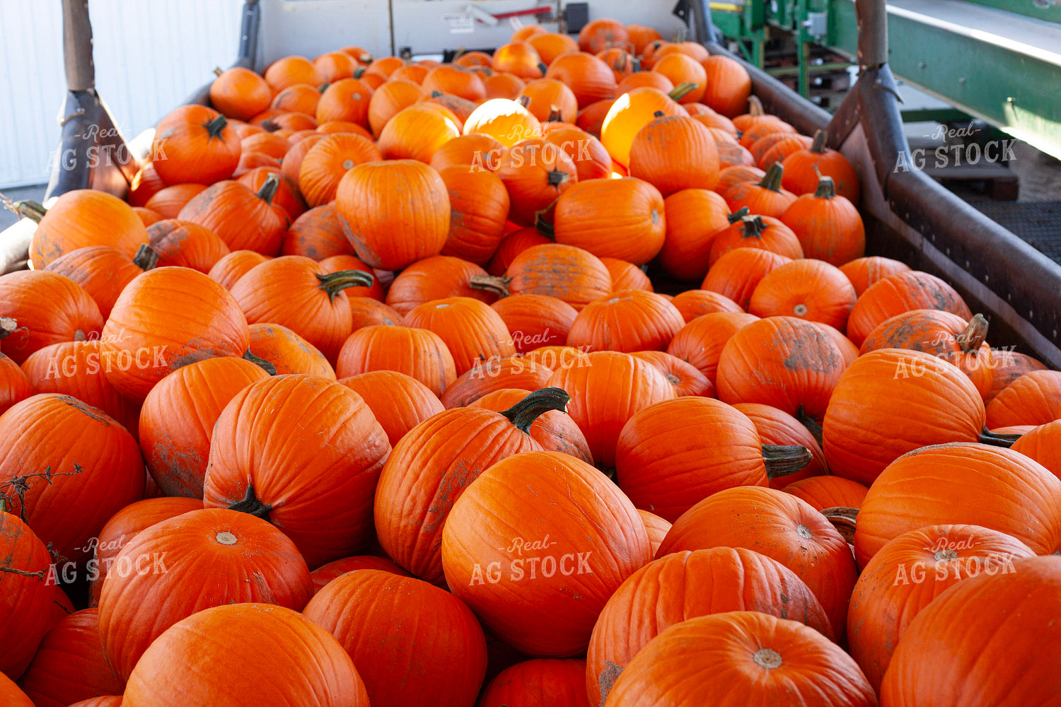 Pumpkins 132244