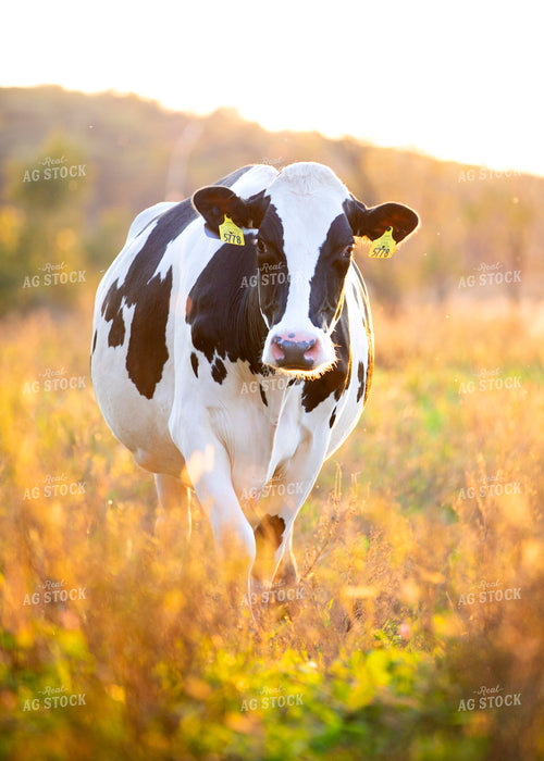Holstein Dairy Cow in Pasture 55079