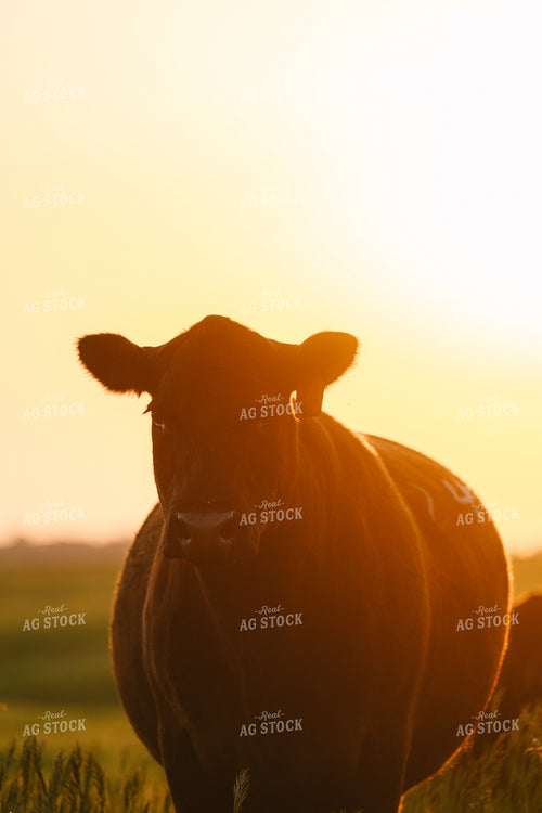 Black Angus Cattle on Pasture 68275