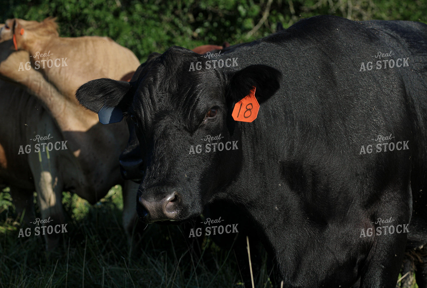 Black Angus Cattle on Pasture 182025