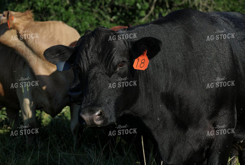 Black Angus Cattle on Pasture 182025