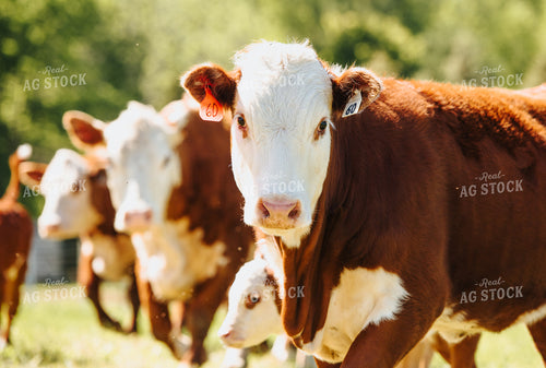 Hereford Cow and Calf in Pasture 68045