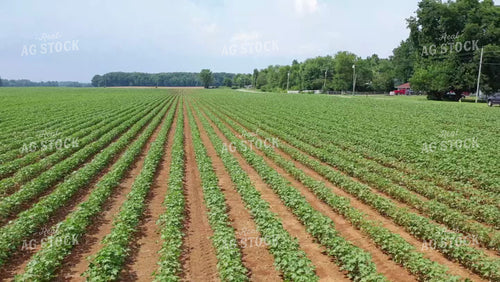 Flying Over Mid-season Cotton 79496