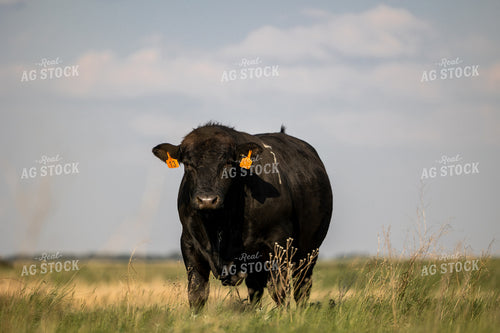 Angus Cattle 72175